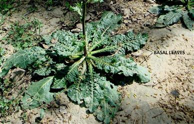  Basal leaves